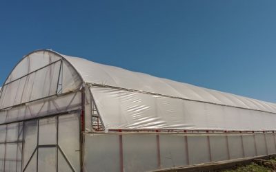 El invernadero, considerado uno de los sistemas agrícolas más sostenibles