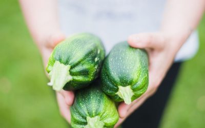 Más de una década cultivando calabacín