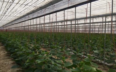 Almería, líder en exportaciones de hortalizas durante el 2019