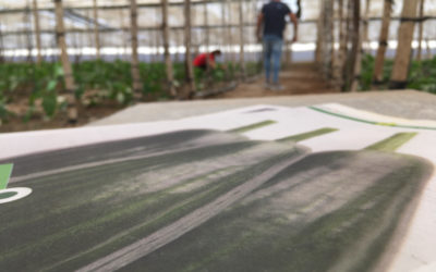 Los invernaderos de Almería producen hortalizas sanas en tiempos de Covid